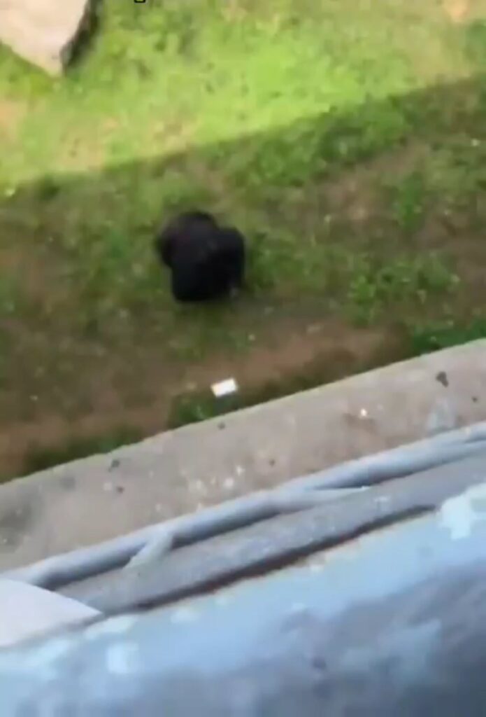 高い場所から芝生にいる黒猫を見下ろす様子