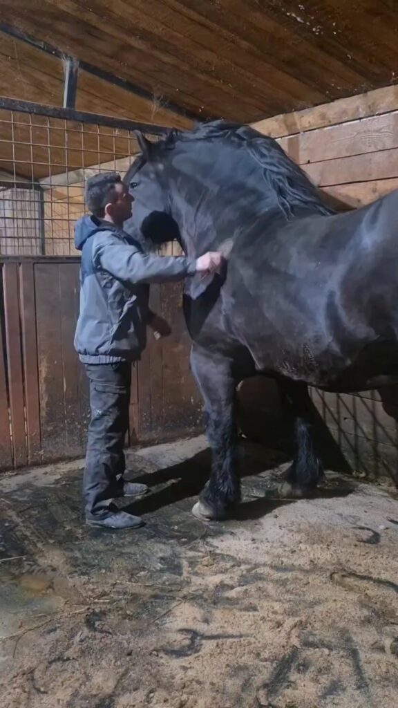 大きな黒い馬をブラッシングする男性