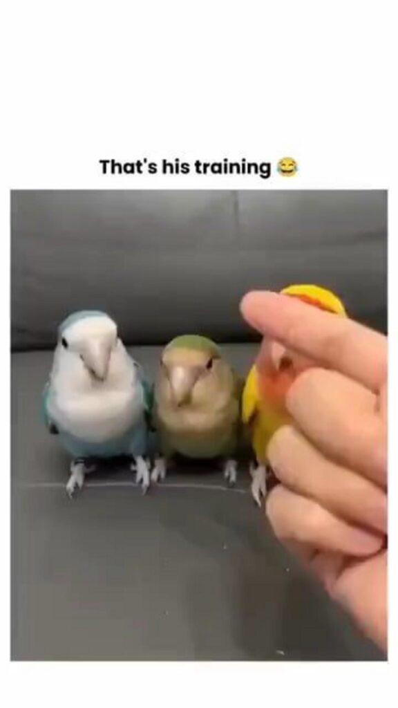 3羽のインコが訓練を受けている様子
