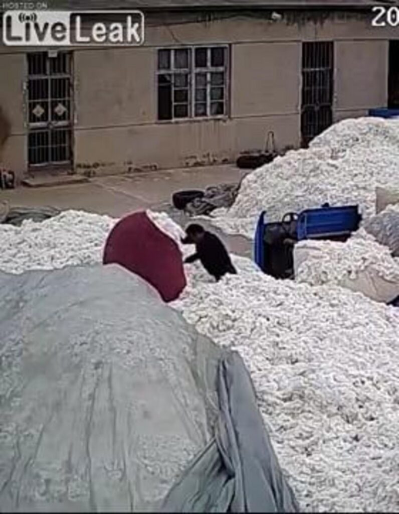 綿の山に囲まれて作業する人