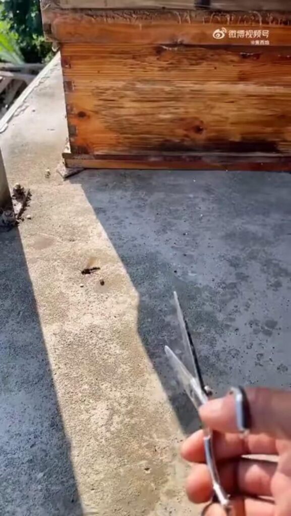 ハサミでスズメバチを狙う手と蜂の巣箱