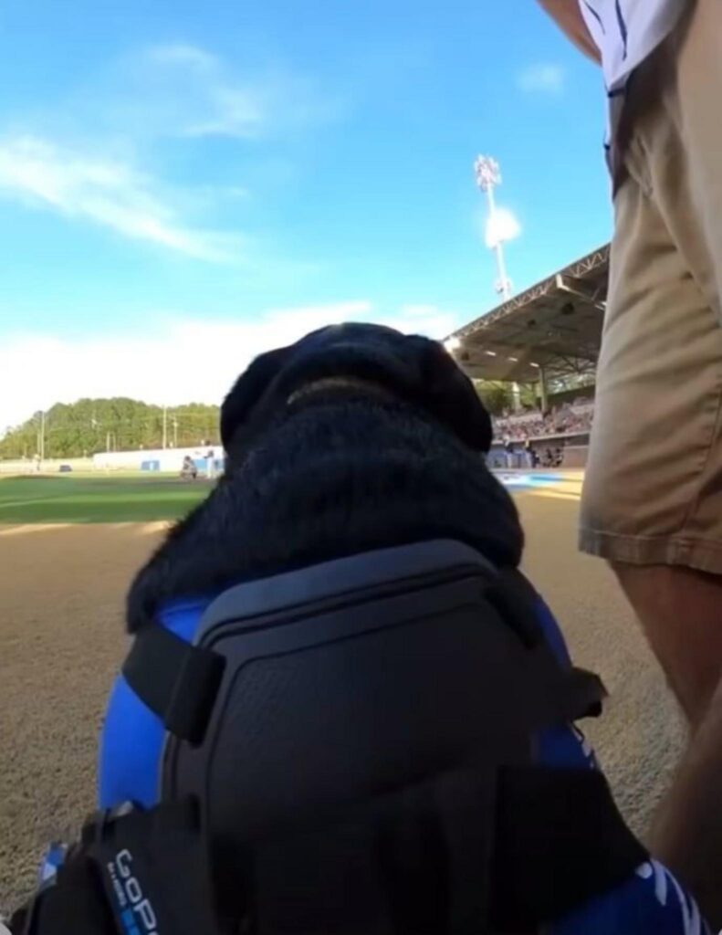 野球の防具を身に着けて座る黒い犬