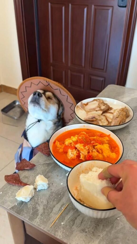 カウボーイ帽を被った犬とテーブルの料理