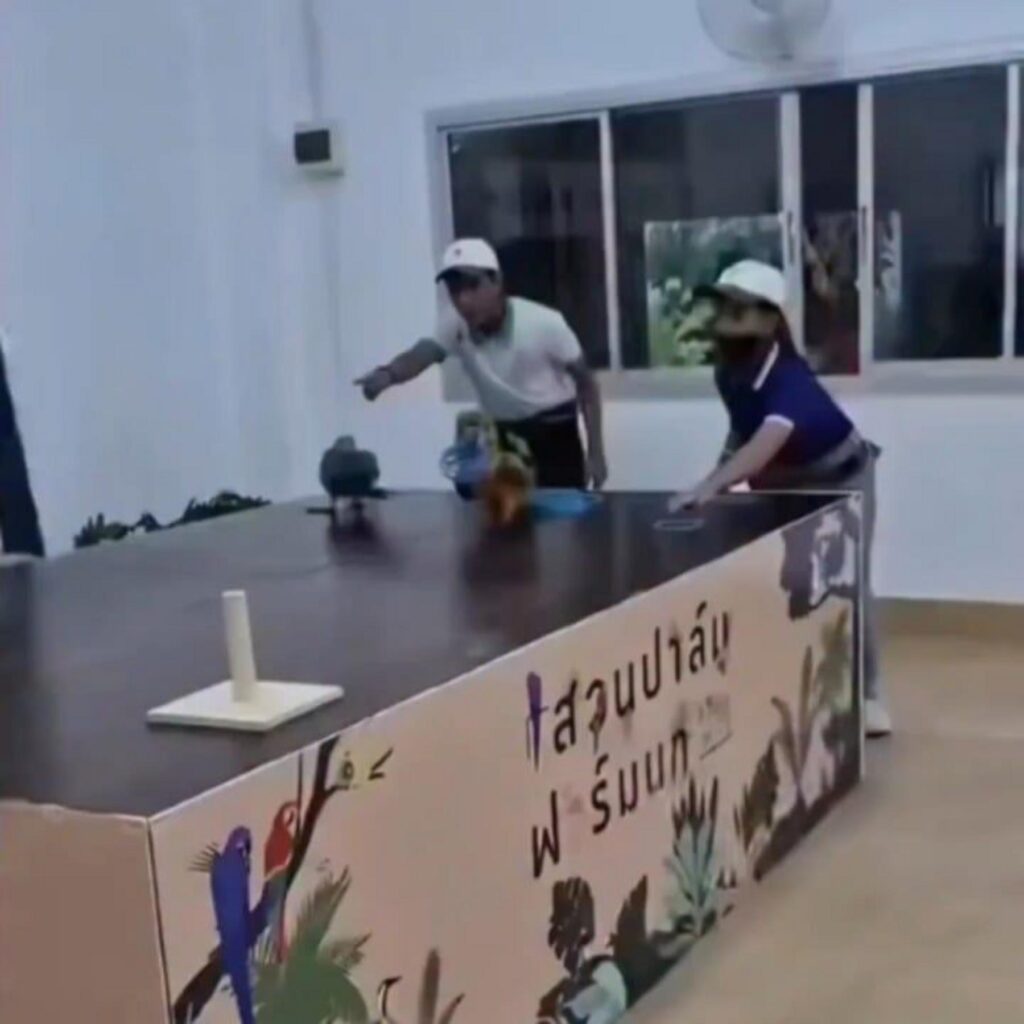 台の上の鳩に指示を出す二人の人物