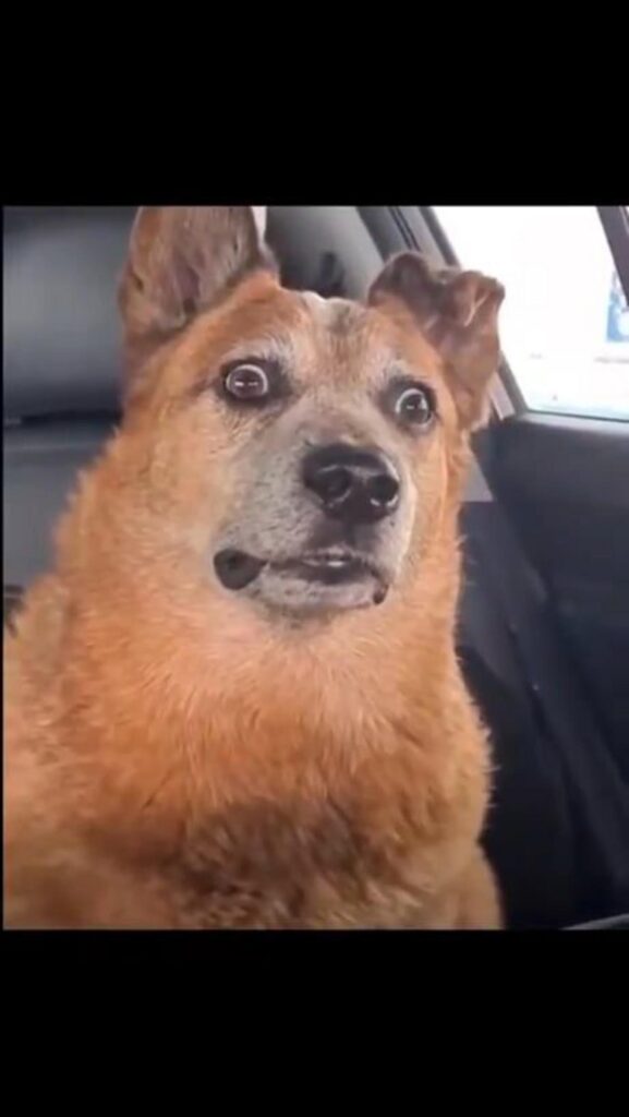 車内で目を丸くして驚いている犬