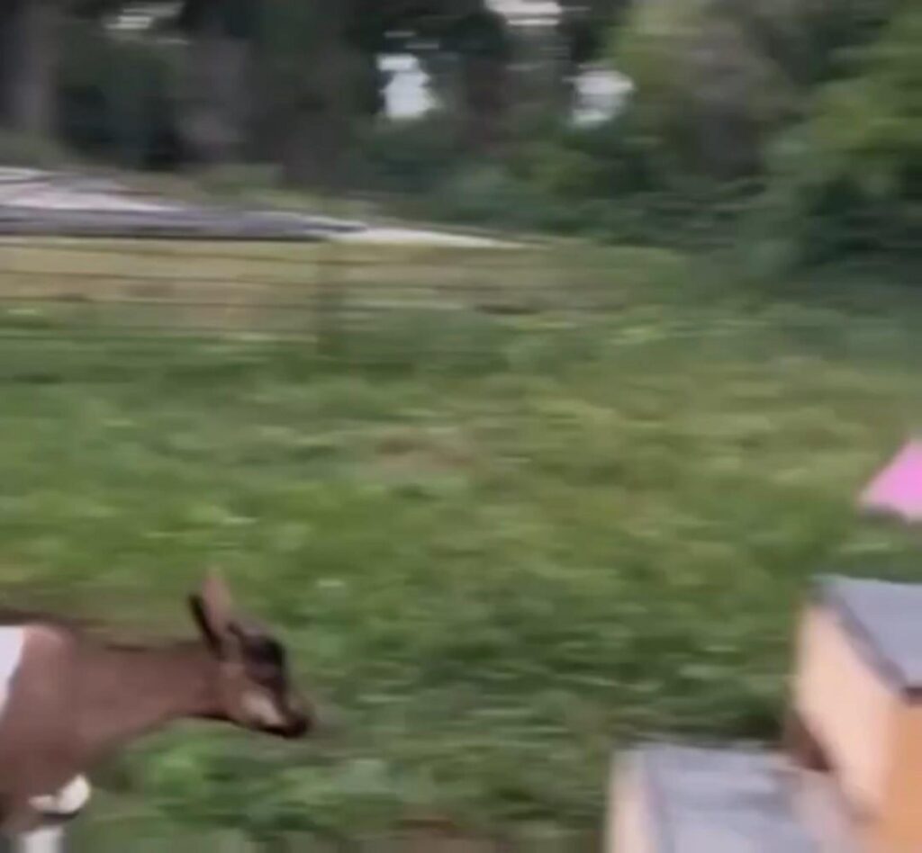 草原を歩く茶色い子ヤギ