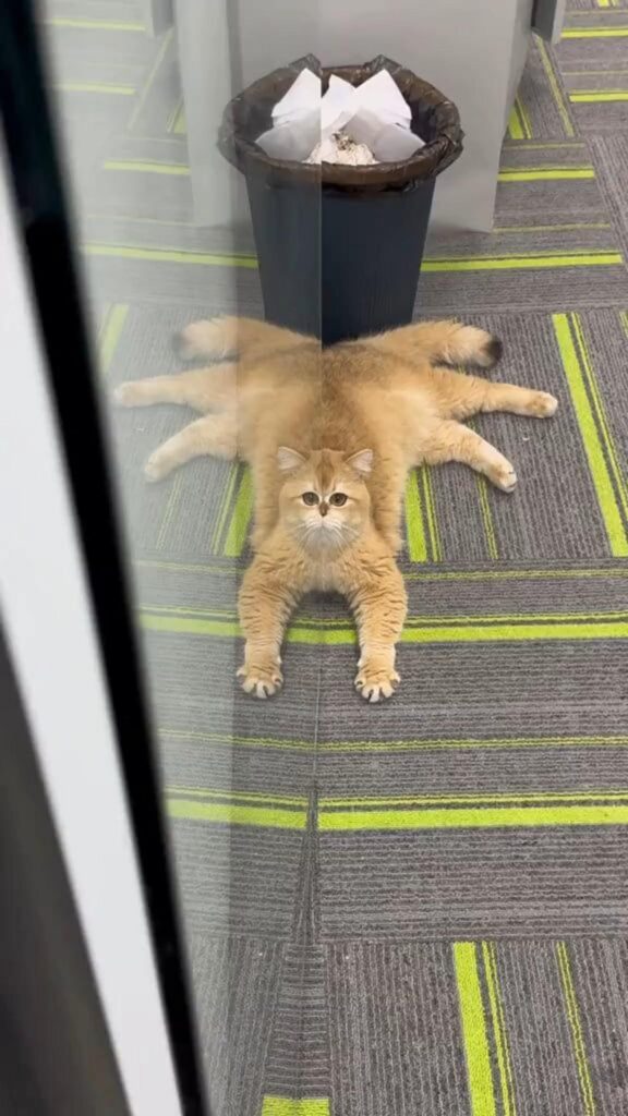 ガラスの反射で足がたくさん見える猫