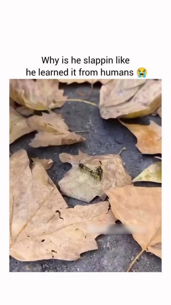 枯れ葉の上で交尾をする二匹のハチ