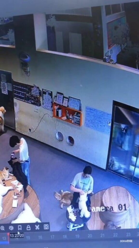 監視カメラに映る室内で犬を世話する様子